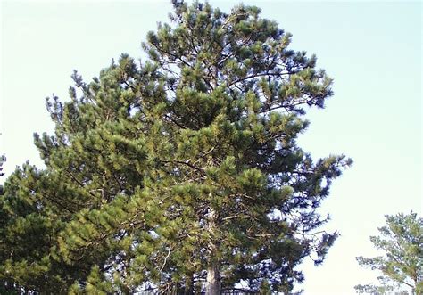 Minnesota Secretary Of State - State Tree- Norway Pine