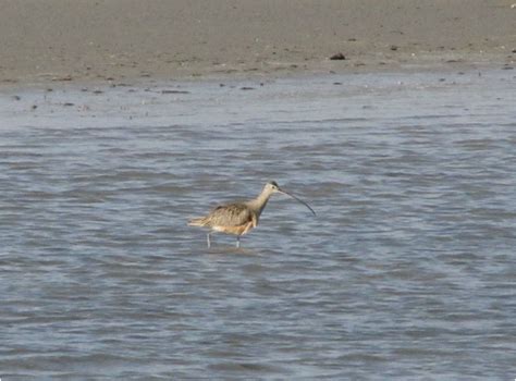 Aransas National Wildlife Refuge, TX - Found Nature