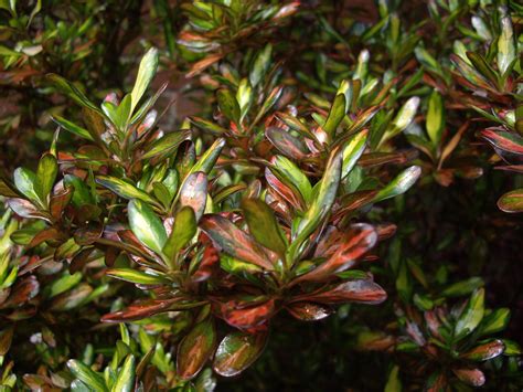 Coprosma "Evening Glow" - Oz Trees - Native Plant Nursery