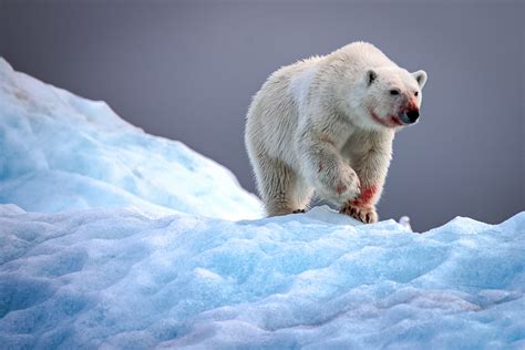 Polar Bear Attack