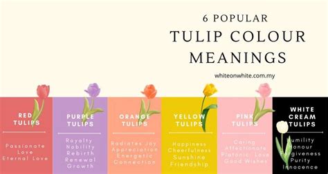 8 Fascinating Tulip Facts That You Are Unaware Of | White on White