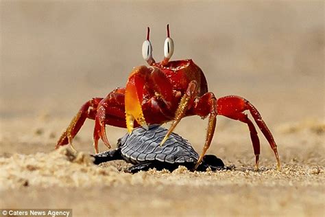 SpongeBob SquarePants' Mr Krabs has been spotted in India by ...