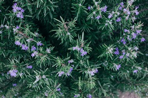 The benefits of the Rosemary Herb | GANGA PREM HOSPICE