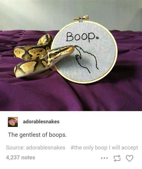 Adorablesnakes in tumblr // snek boop Animal Jokes, Funny Animal Memes, Funny Animal Pictures ...