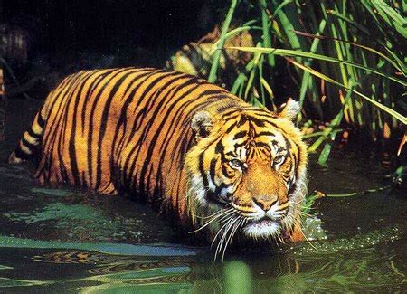 Bali Tiger (Panthera tigris balica) | Save Flora And Fauna