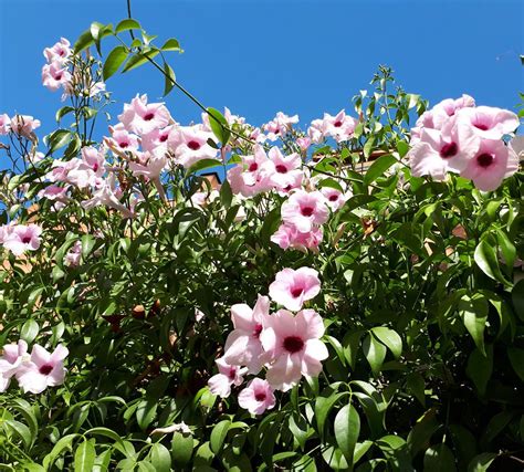 Rare Pink Bower Vine Pandorea Jasminoides - 10 Seeds