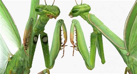 3D model European Mantis Wings Open with Fur | 3D Molier International