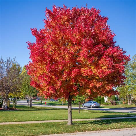 Buy affordable Red Sunset Maple trees at our online nursery - Arbor Day ...