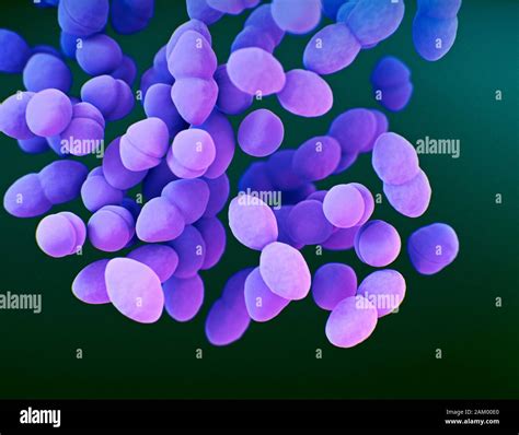 Enterococci bacteria, illustration Stock Photo - Alamy