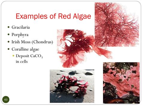 Red Algae Characters And Types With Diagram