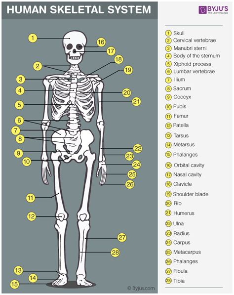 How Many Types of Bones are There in the Human Body? - BYJU'S NEET