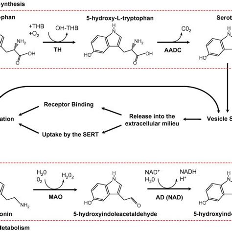 Serotonin synthesis and metabolism. The majority of whole body ...