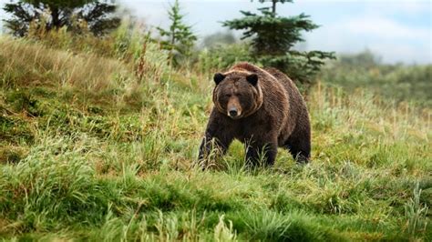 7 top tips for sailing the Alaskan Inside Passage | escape.com.au