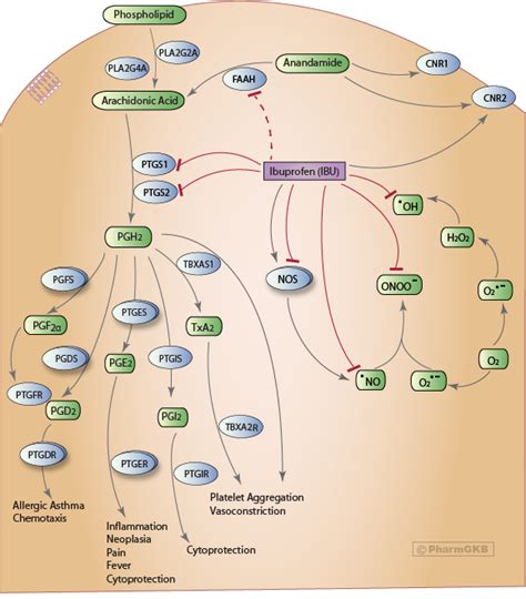 Ibuprofen Pathway, Pharmacodynamics