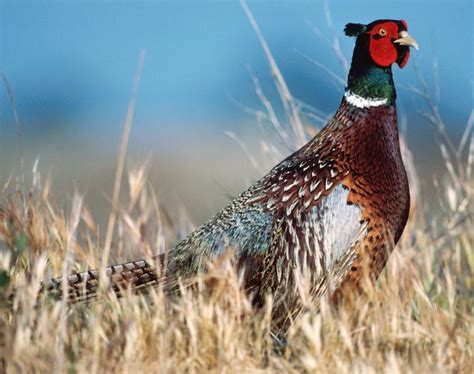 Ring-necked Pheasant Songs and Calls - Larkwire