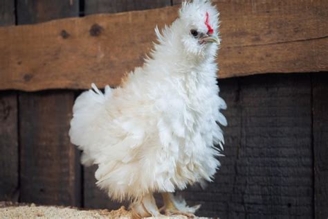 Frizzle Chicken 101: Complete Breed Info and Care Guide 2024