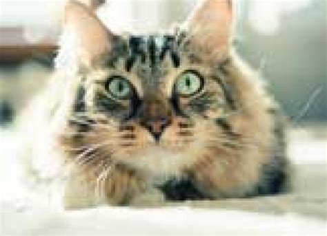 Heartworm Risk in Cats – Heartworm Symptoms in Cats | PetMD