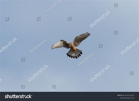 Low Angle Shot Common Kestrel Flying Stock Photo 2037514271 | Shutterstock