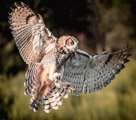 Great Horned Owl | Horned owl, Great horned owl, Owl