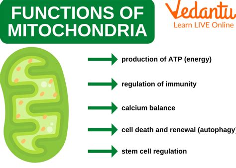 Top 128 + Mitochondria function in animal cell - Inoticia.net