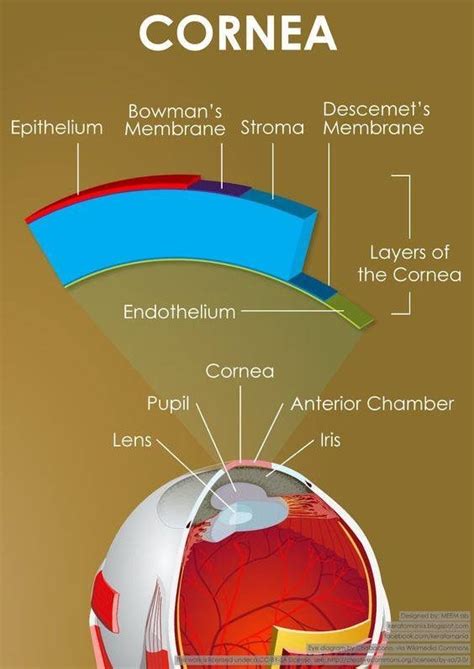 Cornea Damage Diagram And Function Cornea Layers