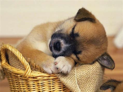 Cute Puppies and Dogs Images - Duul Wallpaper