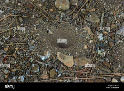 Ant lion trap Stock Photo - Alamy