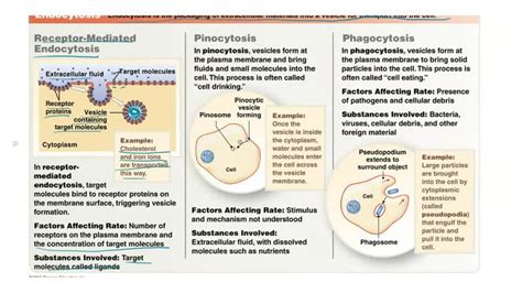 SOLVED: Give three similarities to the 3 types of endocytosis: phagocytosis, pinocytosis, and ...