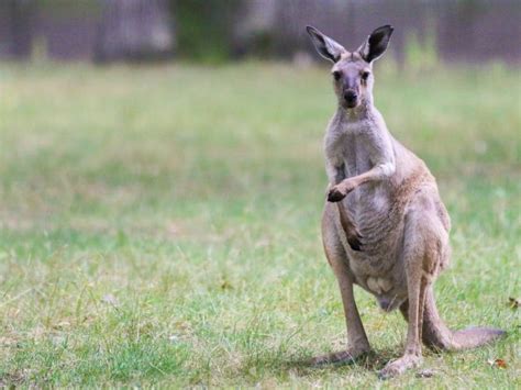 Western grey kangaroo | Potter Park Zoo