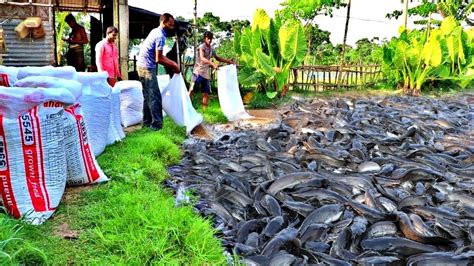 Hybride Mangur Fish Farming Business In India || Mangur Machli Eating ...