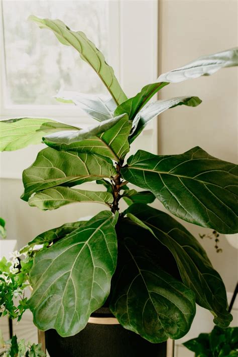 Why Are My Fiddle Leaf Fig Leaves Turning Brown?