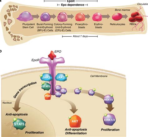 The process of erythropoiesis. Erythroid progenitors in the bone marrow ...