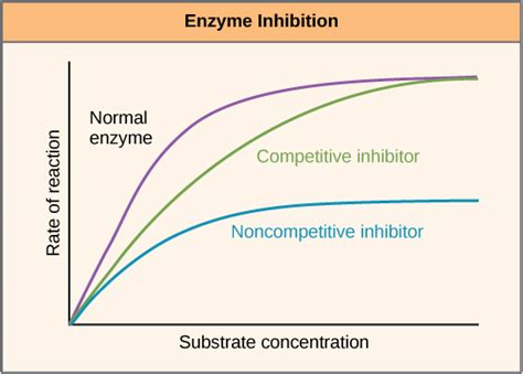 Enzymes | Boundless Microbiology