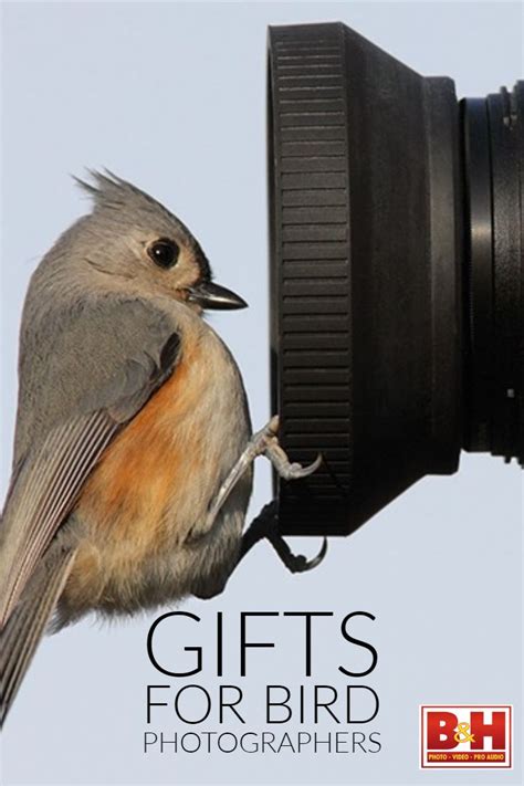 Gifts for Bird Photographers | Bird photography, Bird, Best camera lenses