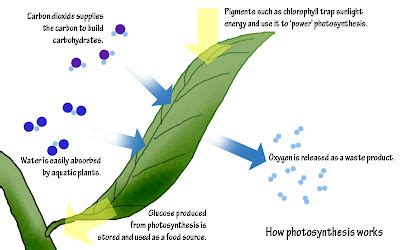 My-Aquatic World: Plant biology (Part-1)