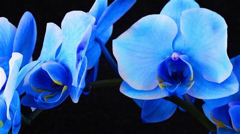 Blue Orchid Wallpapers Images Photos Pictures Backgrounds