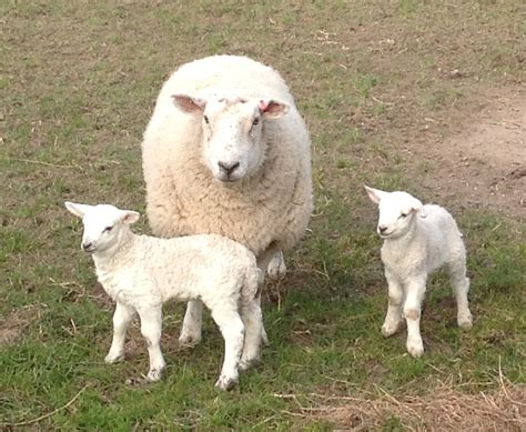 This springs lambs at our local Meadowbrook Farm, Dorset | Spring lambs ...