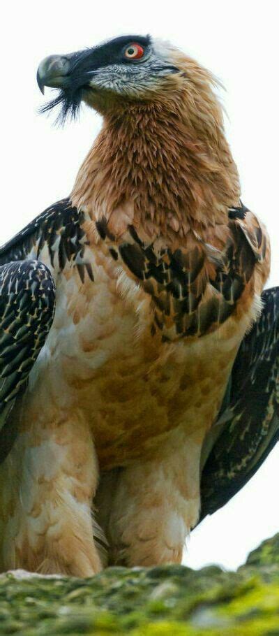 1000+ images about Birds of Prey in Southern Africa on Pinterest | Birds of prey, Africa and The ...