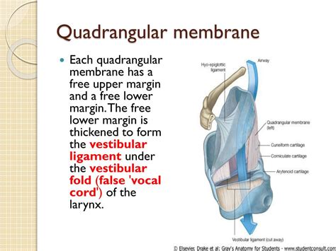 PPT - WINDSOR UNIVERSITY SCHOOL OF MEDICINE PowerPoint Presentation, free download - ID:2716954