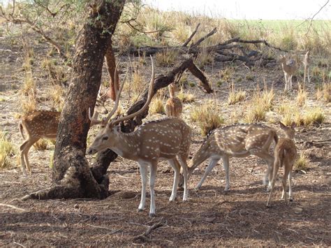 THE BEST Ranthambore National Park Hotels with a View 2024 (Prices ...