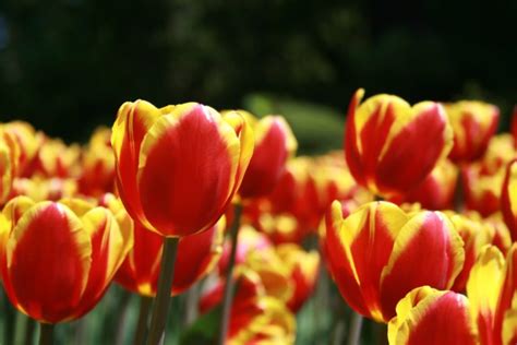 Tulip Flower Close up Royalty Free Photo