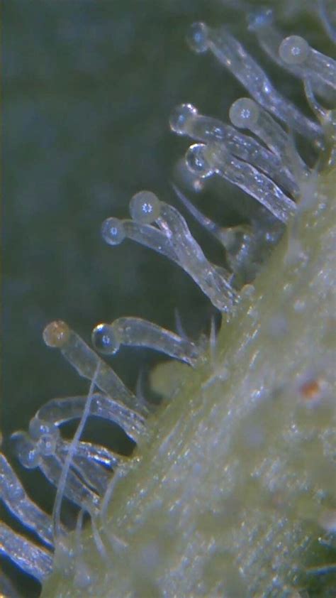 Do you use the USB microscope to view trichomes? | 420 Magazine