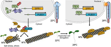 Figure. Schematic representation of SPR1 function in high... | Download ...