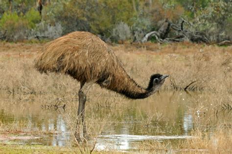 Birds of Australian Outback and Where to See Them - The Wildlife Diaries