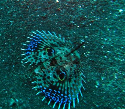 UAE fish identification: Flying Gurnard