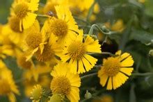 Common Sneezeweed Flowers Free Stock Photo - Public Domain Pictures