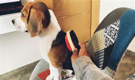 How to Groom your Beagle - An Ultimate Guide - Beagle Care