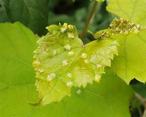 Maryland Biodiversity Project - Grape Phylloxera (Daktulosphaira vitifoliae)