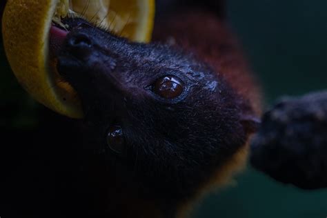 Malaysian Flying Fox, Singapore Zoo | Malaysian Flying Fox, … | Flickr