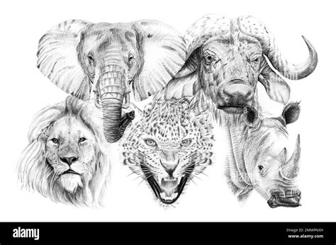 Big african five animal. Hand drawn illustration. Collection of hand drawn illustrations ...